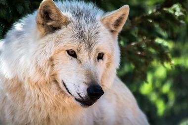 Go on a wolf walk with Colorado Wolf Adventures