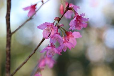 Jacksonville Arboretum & Gardens