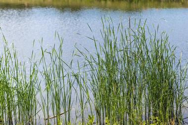 John Chestnut Sr. Park, Palm Harbor