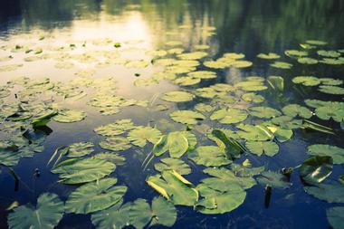 Lily Pad Lake Trail