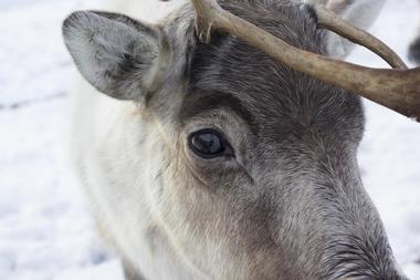 Reindeer Farm