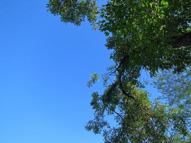 San Pedro Riparian National Conservation Area