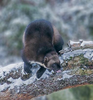 See Alaska’s wildlife up close at Kroschel Films Wildlife Center