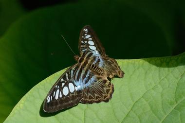 See colorful butterflies at the Butterfly Pavilion and Insect Center