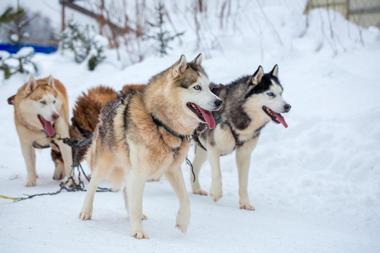 The Iditarod Trail Headquarters