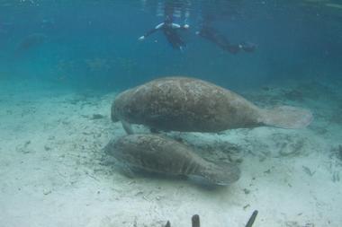 Three Sisters Springs