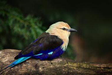 Tour the Tallahassee Museum of History and Natural Science