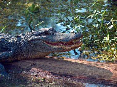 Vies 450 alligators at the Gator Alley Boardwalk