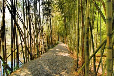 See towering stalks of bamboo at Wilderness Park