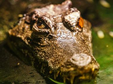 Alligator Attraction and Wildlife Learning Center