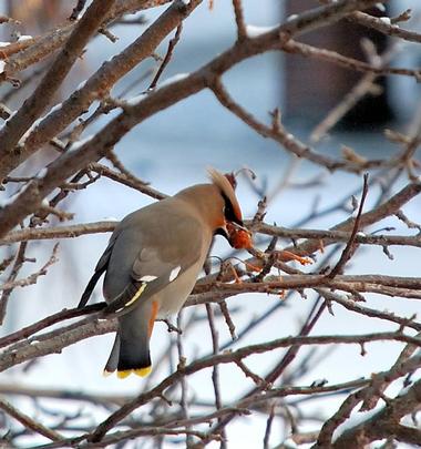 Anchorage Coastal Wildlife Refuge 