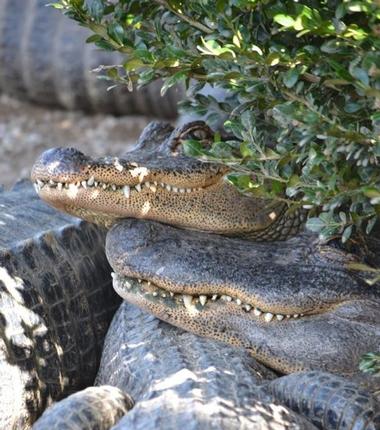 Arkansas Alligator Farm and Petting Zoo