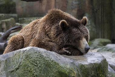 Big Bear Alpine Zoo at Moonridge