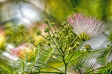 Dothan Area Botanical Gardens