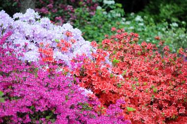 Enjoy the Colors at the Alfred B. Maclay Gardens State Park
