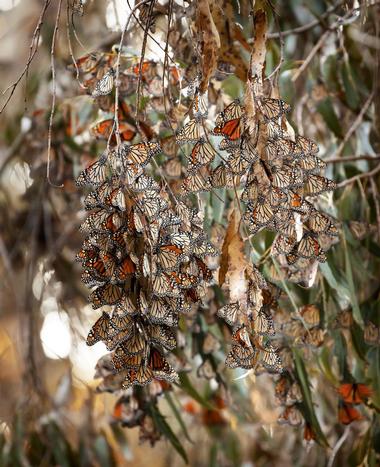 Goleta Butterfly Grove