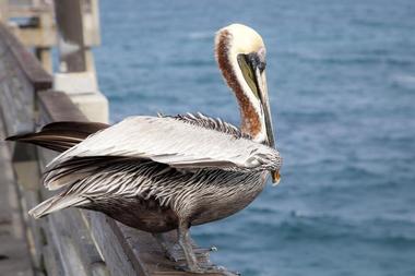 Gulf State Park Fishing Pier