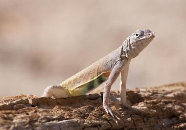 Hassayampa River Preserve