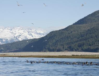 See the scenic Chilkoot River