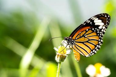 Tom Allen Memorial Butterfly Garden