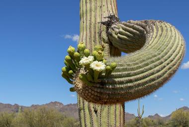 Usery Mountain Regional Park 