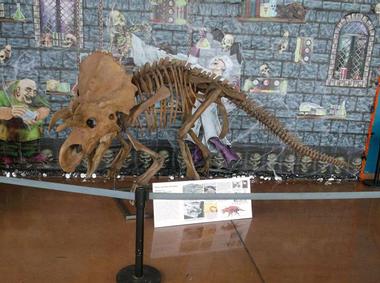 Visit the fossil museum at the Rocky Mountain Dinosaur Resource Center