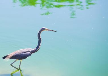 Visit the pelican rookery at Banana River Aquatic Preserve