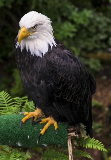 Alaska Raptor Center