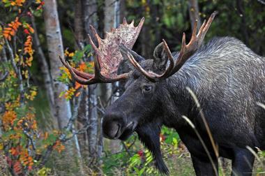 Alaska Wildlife Conservation Center