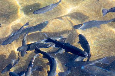 Bubbling Ponds Fish Hatchery