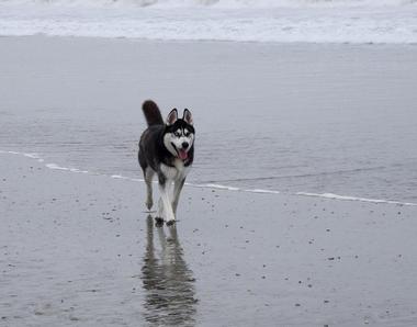 Coronado Dog Beach