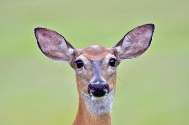 Highwire Deer and Animal Farm