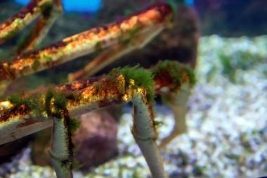 Kodiak Laboratory Aquarium & Touch Tank