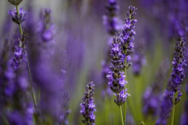 Lavender Fields Farm