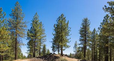 Los Padres National Forest