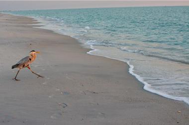 Manasota Key Beach