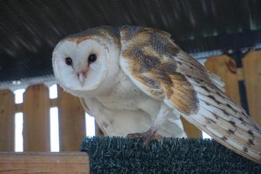 Peace River Wildlife Center