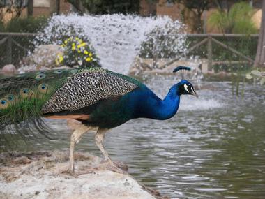 Pueblo Zoo