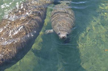 River Safaris And Gulf Charters