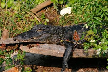 St. Augustine Alligator Farm