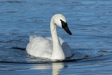 Trumpeter Swan viewing on Magness Lake