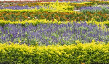 Annual Flower Trial Garden