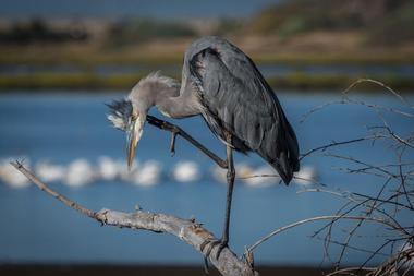 Bolsa Chica Ecological Reserve