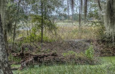 Bulow Creek State Park