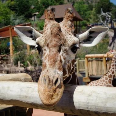 Cheyenne Mountain Zoo