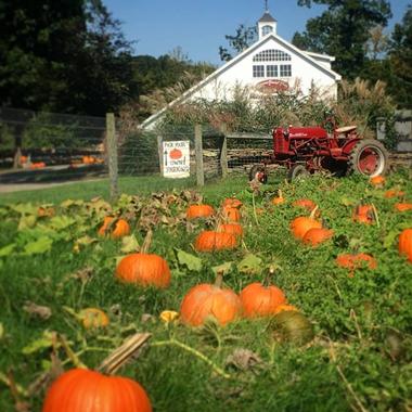 Devon Point Farm