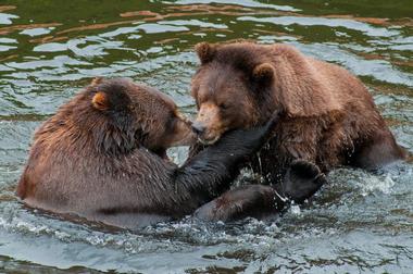 Fortress of the Bear