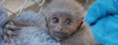 Gibbon Conservation Center