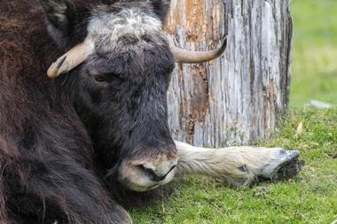 Musk Ox Farm