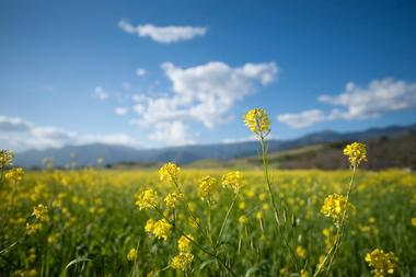 Ojai Meadows Preserve